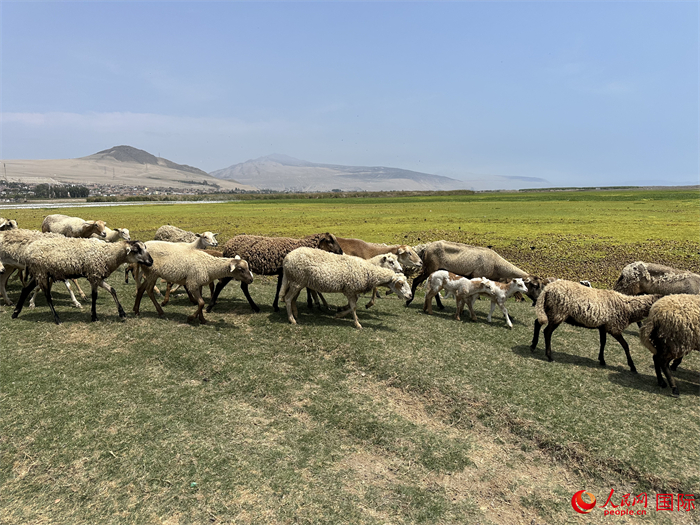 當?shù)貢r間11月15日，羊群在錢凱港附近的圣羅莎濕地棲息。人民網(wǎng)記者 周雨攝
