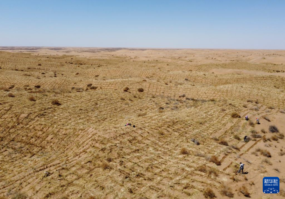 2024年4月10日，群眾在古浪縣八步沙林場麻黃塘沙區(qū)用草方格壓沙。新華社發(fā)（無人機照片）