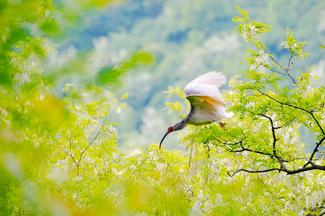 2024年5月2日，一只秦嶺以北野放朱鹮在陜西省銅川市耀州區(qū)沮河上游洋槐林中飛翔。