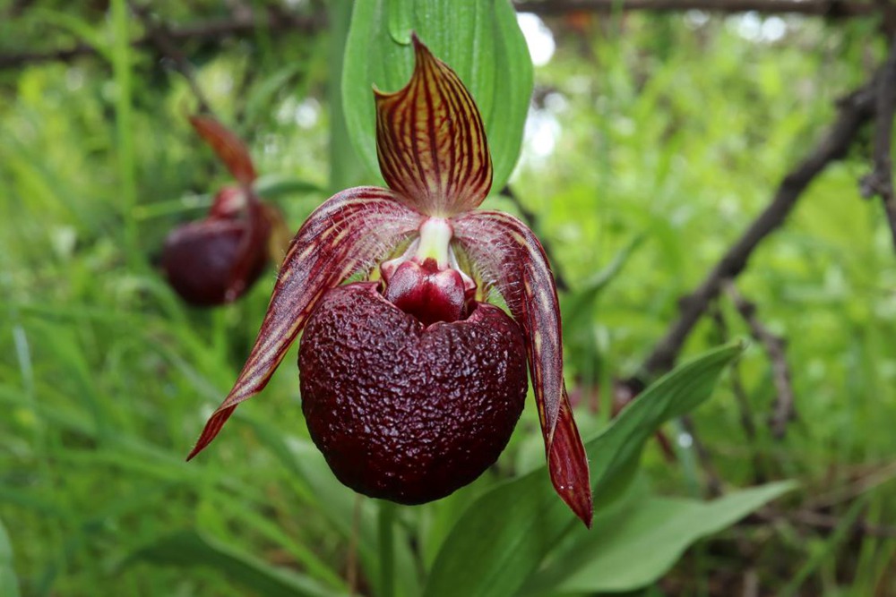 波密灼蘭。王翰臣攝