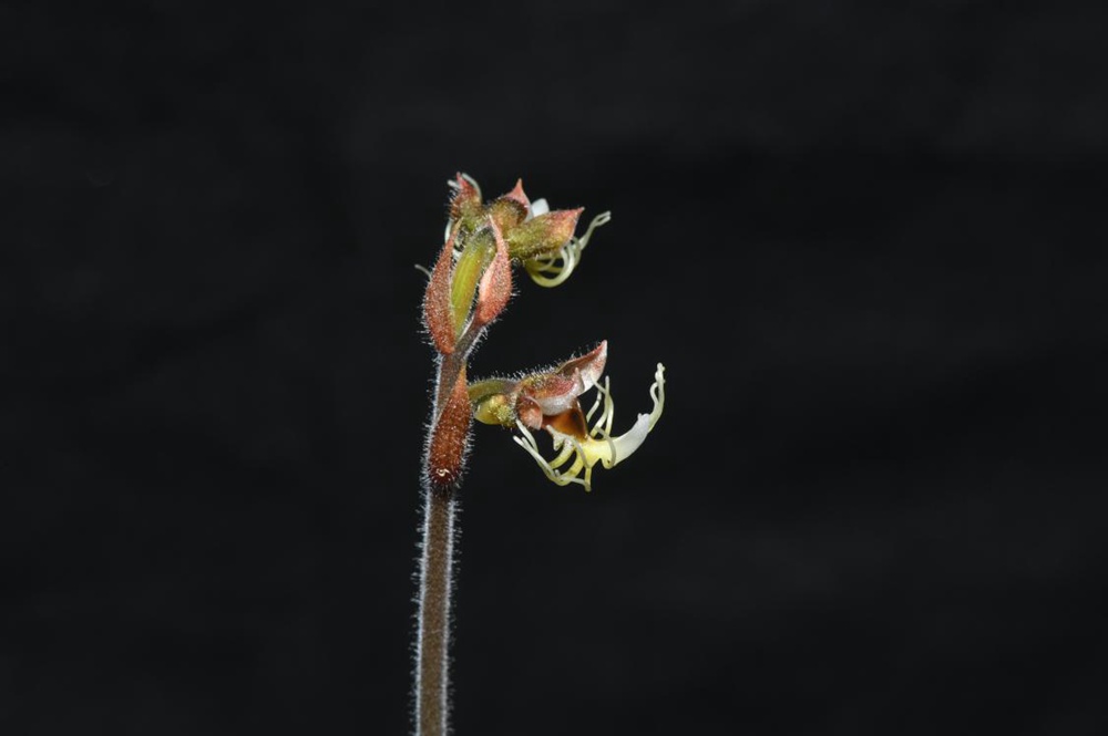 墨脫金線蘭。金效華攝