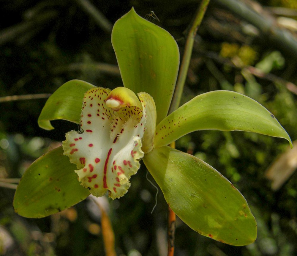 虎頭蘭。金效華攝