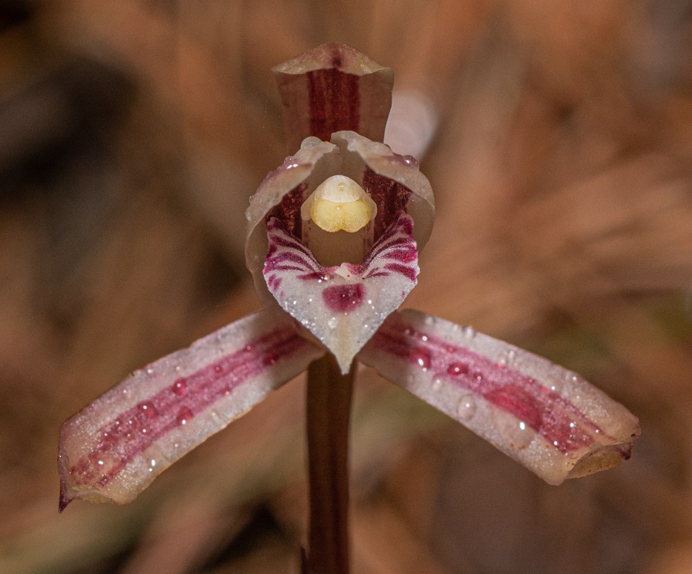 大根蘭。葉超攝