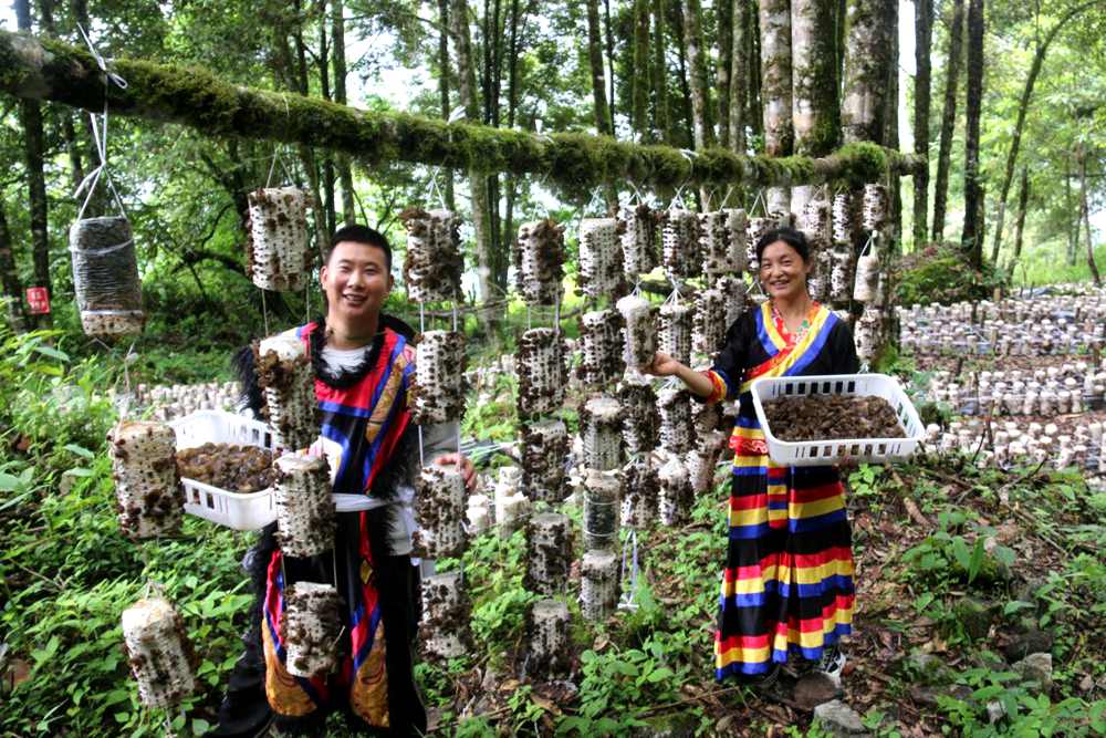 木耳豐收。次仁央宗攝