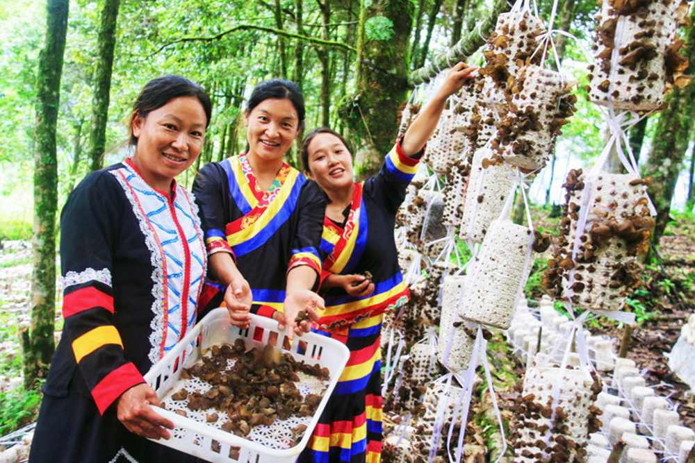 木耳產(chǎn)量頗豐。次仁央宗攝