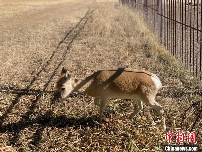 圖為普氏原羚?！±罱瓕?攝