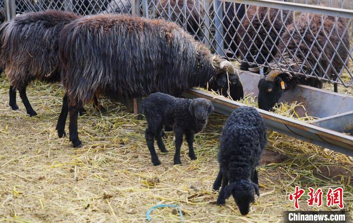 圖為黑藏羊及小羊羔正在吃草?！●R銘言 攝