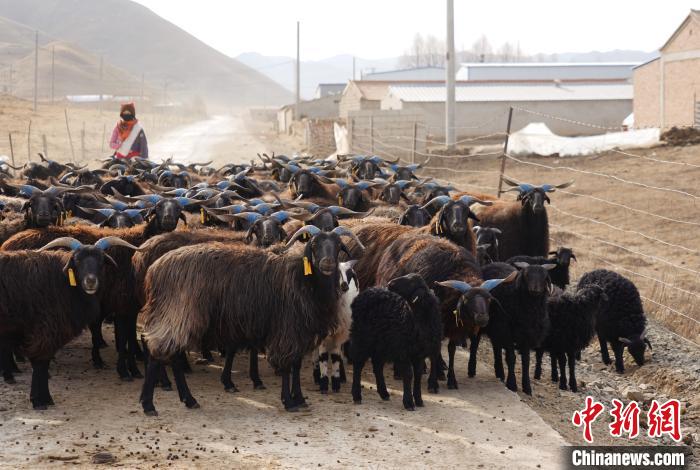 圖為牧民家的黑藏羊?！●R銘言 攝