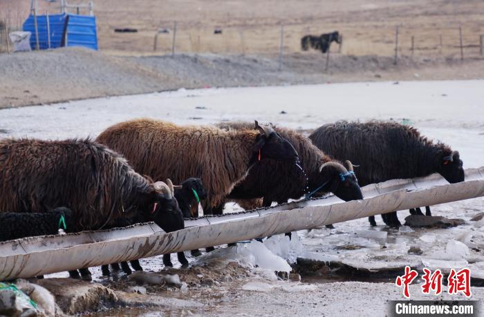 圖為黑藏羊正在喝水?！●R銘言 攝