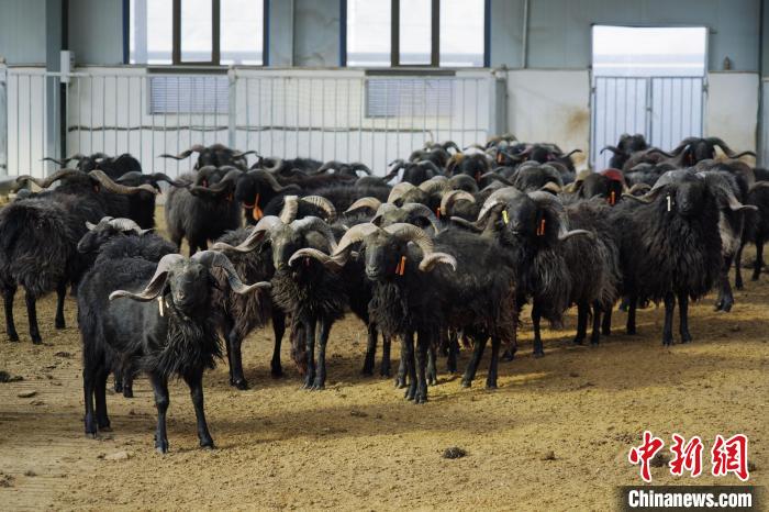 圖為黑藏羊?！●R銘言 攝