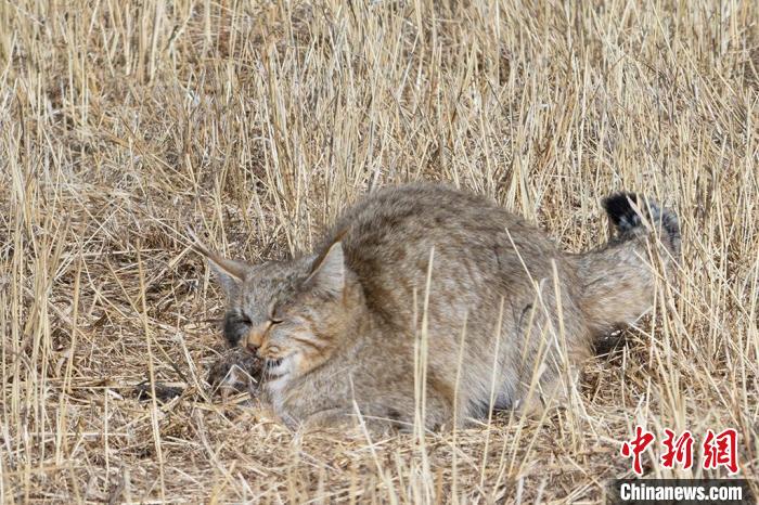 圖為拍攝到的荒漠貓?！≡S明遠 攝
