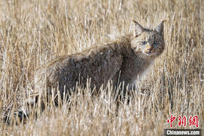 圖為拍攝到的荒漠貓?！≡S明遠 攝