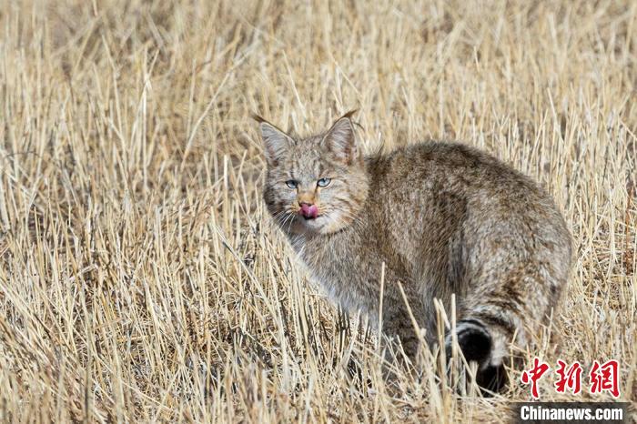 圖為拍攝到的荒漠貓。　孫春生 攝