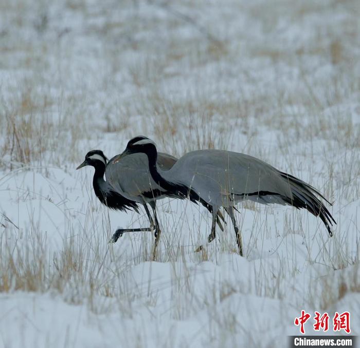 在若爾蓋濕地的蓑羽鶴?！∩袞|機(jī) 攝