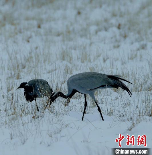 在若爾蓋濕地的蓑羽鶴?！∪魏吻?攝