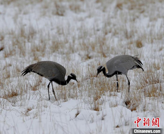 在若爾蓋濕地的蓑羽鶴。　任何清 攝