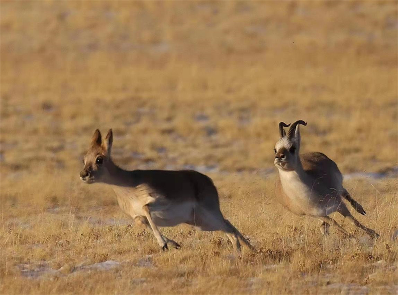 藏羚羊。圖片來源：農(nóng)牧民大自然攝影隊