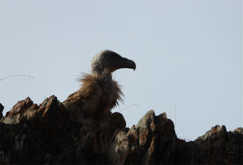 高原兀鷲。圖片來源：農(nóng)牧民大自然攝影隊(duì)