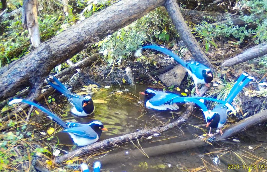 紅嘴藍(lán)鵲。涼山州委宣傳部供圖