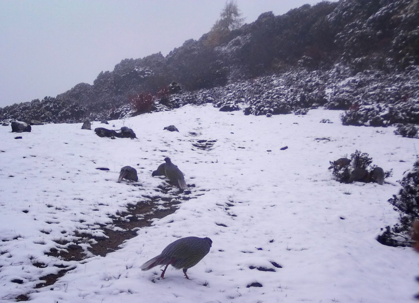 血雉。涼山州委宣傳部供圖