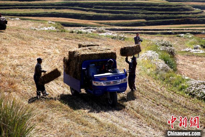 圖為飼草晾曬、打捆。　馬芝芬 攝