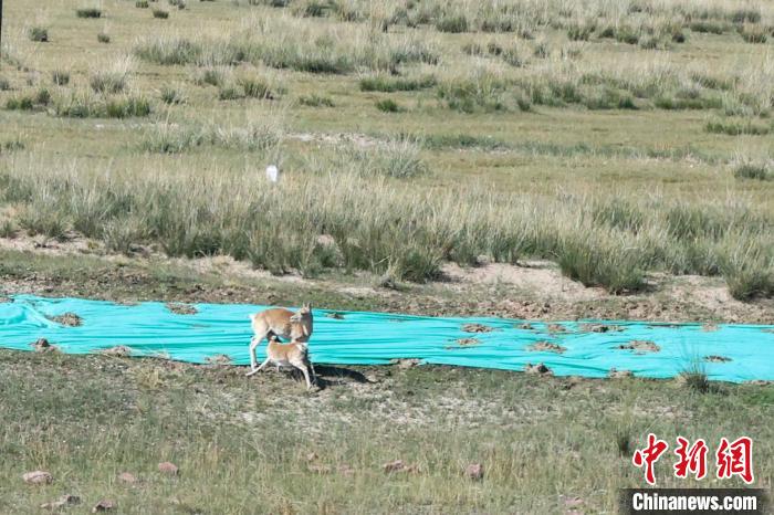 青海湖北岸哈爾蓋草原:普氏原羚的理想家園