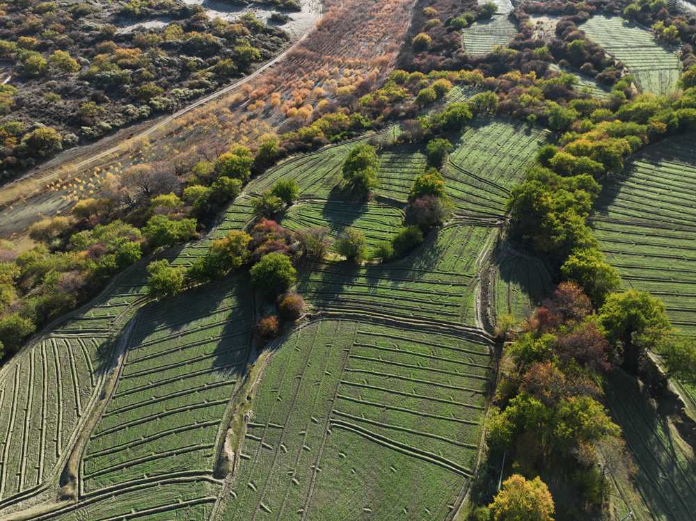 雅魯藏布江畔的高原梯田。