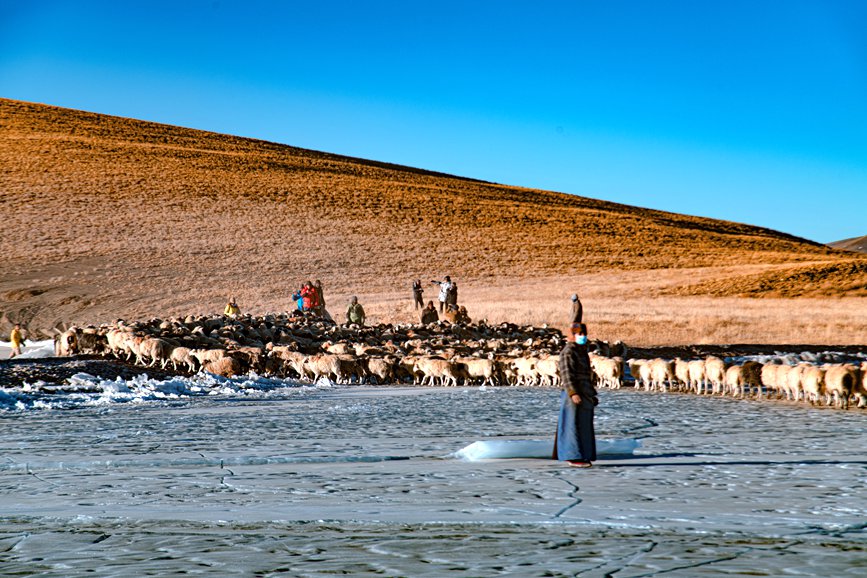 牧民趕著羊群，準(zhǔn)備通過冰面。 覃穎華攝