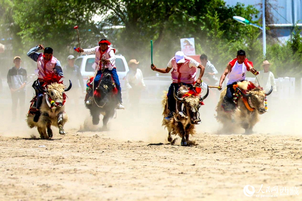 拉薩首屆農(nóng)牧民運(yùn)動會上的賽牦牛比賽。