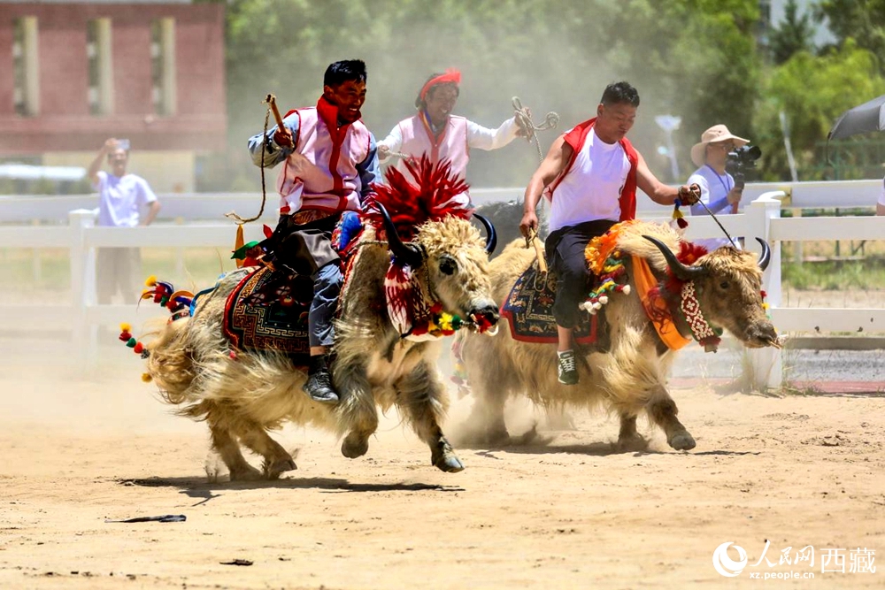 拉薩首屆農(nóng)牧民運(yùn)動會上的賽牦牛比賽。