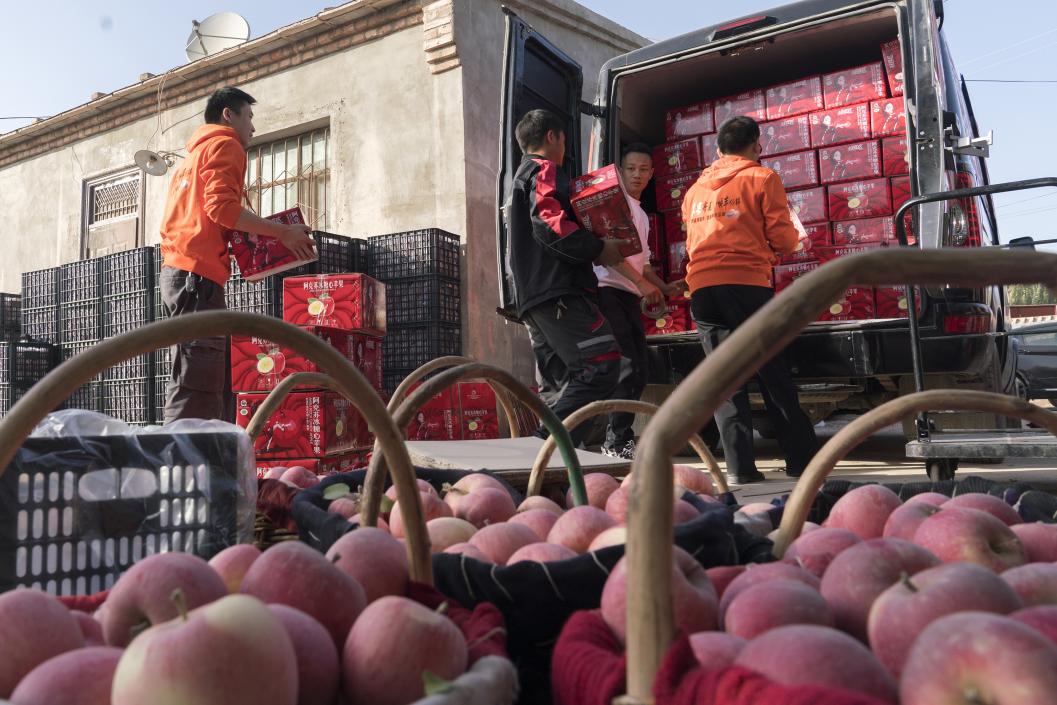 西部冰糖心蘋果，乘著商流上行。劉浩攝